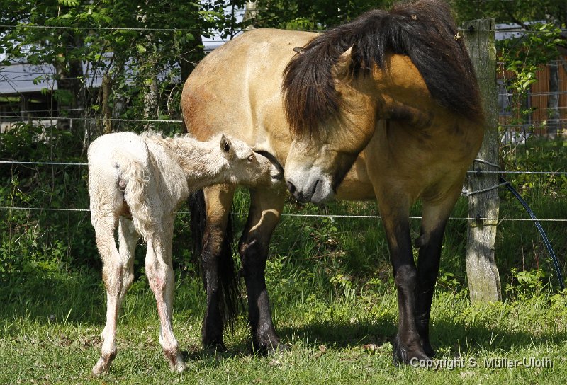 Hjoerdis 1 Stunde und 15 Min alt.JPG